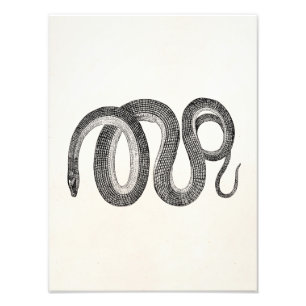 Impression Photo Serpent en verre vintage - blanc de modèle de
