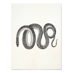 Impression Photo Serpent en verre vintage - Modèle de reptile blanc