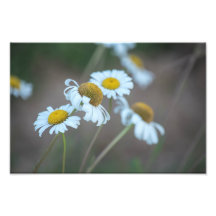 Shasta Daisies sur le terrain