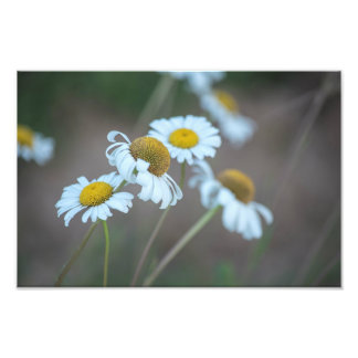 Impression Photo Shasta Daisies sur le terrain