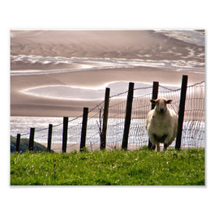 IMPRESSION PHOTO SHEEP