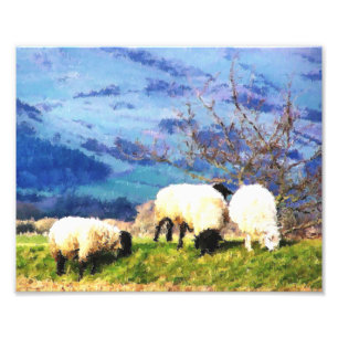 IMPRESSION PHOTO SHEEP