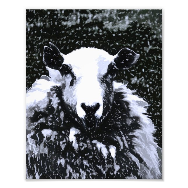IMPRESSION PHOTO SHEEP (Devant)