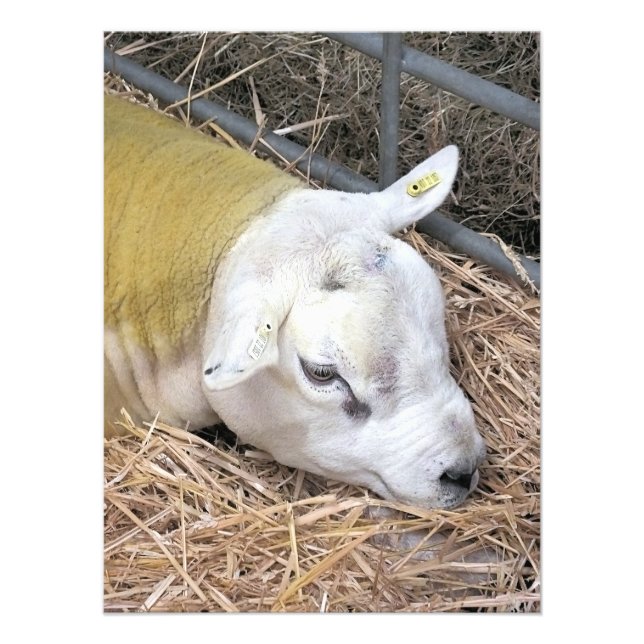 IMPRESSION PHOTO SHEEP (Devant)