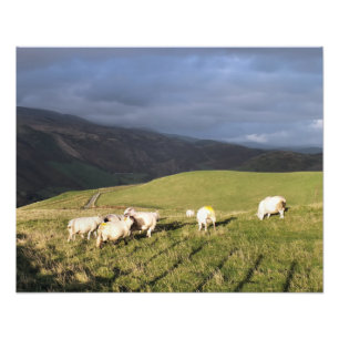 IMPRESSION PHOTO SHEEP DE MONTAGNE