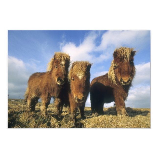Impression Photo Shetland Pony, îles Shetland continentales (Devant)