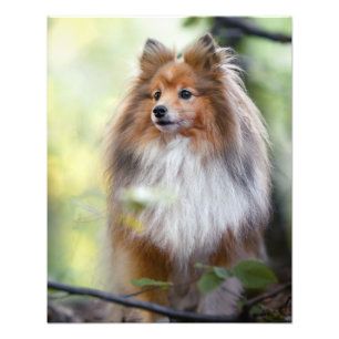 Impression Photo Shetland Sheepdog Shelter petit chien en forêt Ji