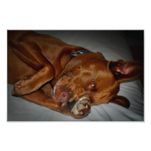 Impression Photo Shop Chocolate Lab Pit Mix Chien