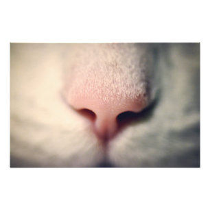 Impression Photo Silencieux Blanc Kitty