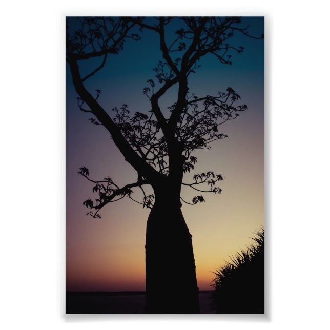 Impression Photo Silhouette de l'arbre de Boab au coucher du soleil (Devant)