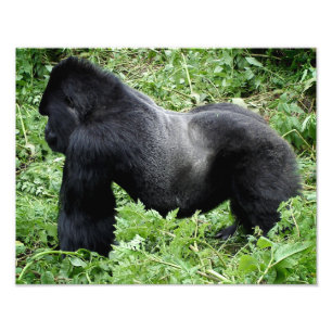 Impression photo Silverback gorilla