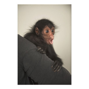 Impression Photo Singe araignée à face rouge Ateles paniscus)