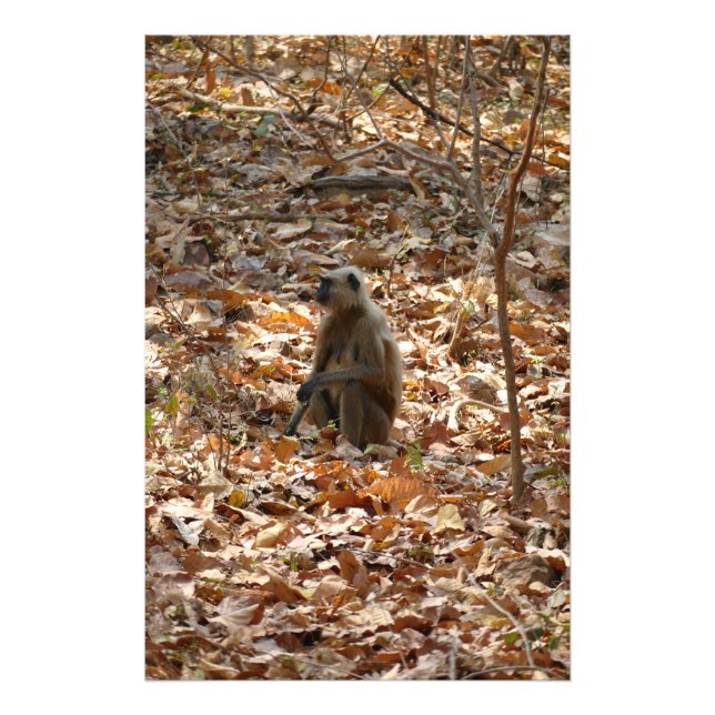 Impression Photo Singe en saison sèche (Devant)