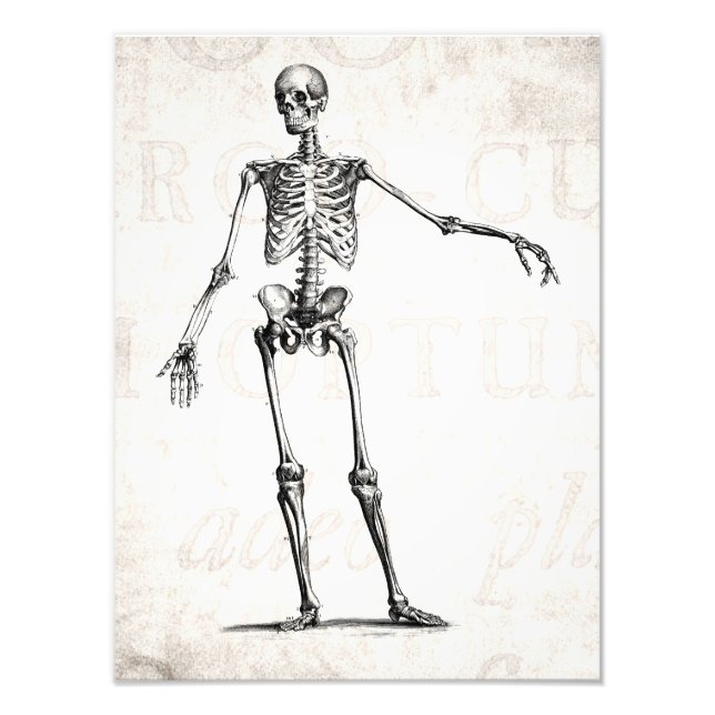 Impression Photo Skeleton Retro Skeletons 1800s vintage Anatomie (Devant)