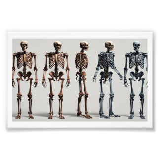 Impression Photo Skeletons humains