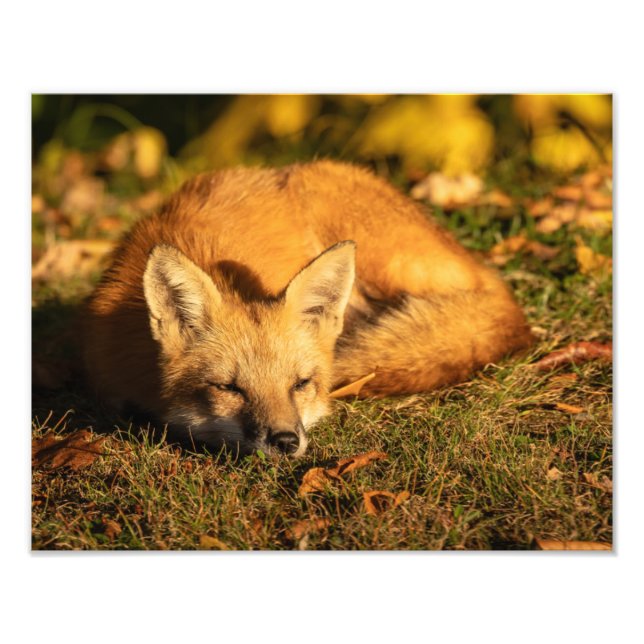 Impression photo Sleepy Little Fox (Devant)