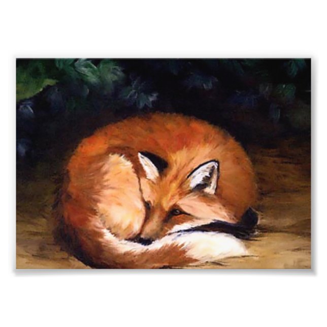 Impression photo Sleepy Red Fox (Devant)