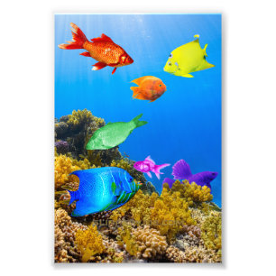 Impression Photo SlipperyJoe's Fish Pride tropicale vert bleu pourp