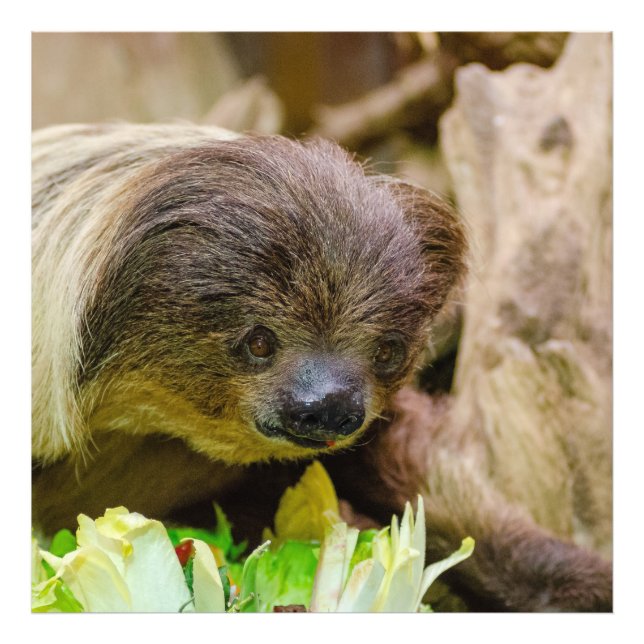 Impression Photo Sloth_20171107_by_JAMFoto (Devant)