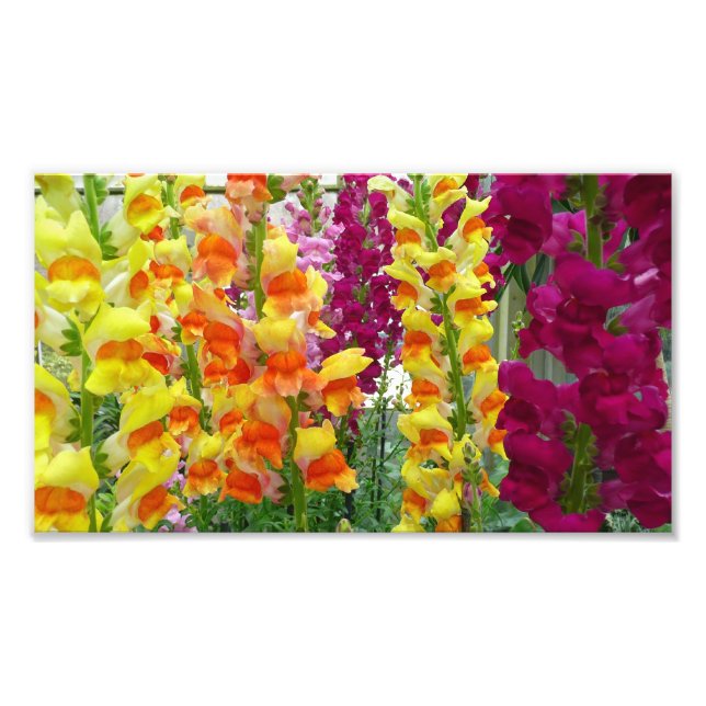 Impression Photo Snapdragons colorés floraux (Devant)