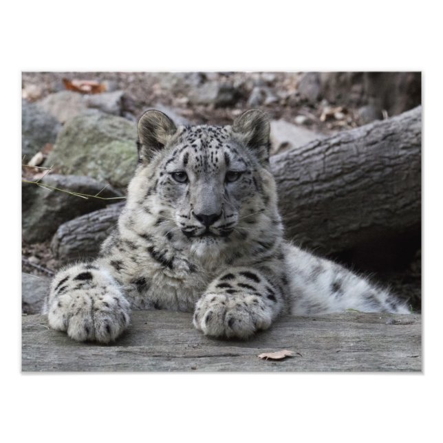 Impression Photo Snow Leopard Cub assis (Devant)