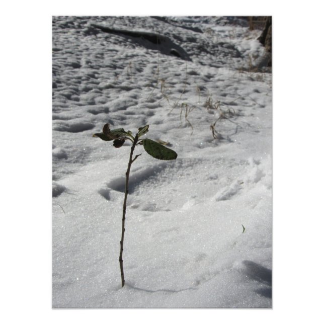Impression Photo "Snow Sprout" (Devant)
