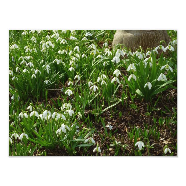 Impression Photo Snowdrops (Devant)