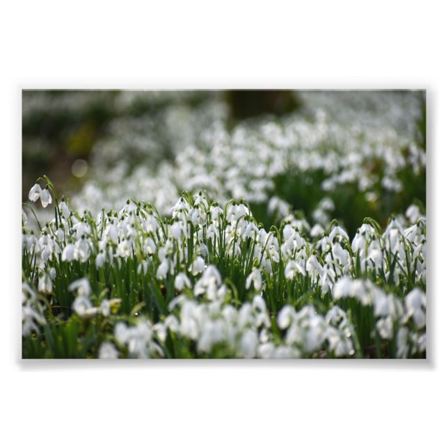 Impression Photo Snowdrops (Devant)