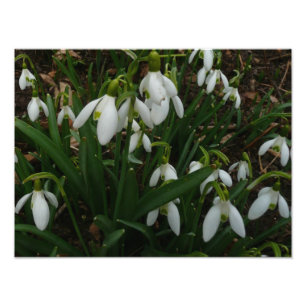 Impression Photo Snowdrops I