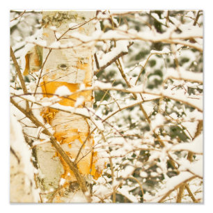Impression Photo Snowy Birch