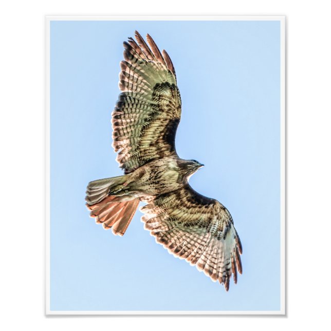 Impression Photo Soaring Red-Tailed Hawk – Wildlife Nature Print (Devant)