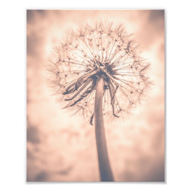 Impression Photo Soft Fairytale Pink Dandelion Blowball 1 (Devant)