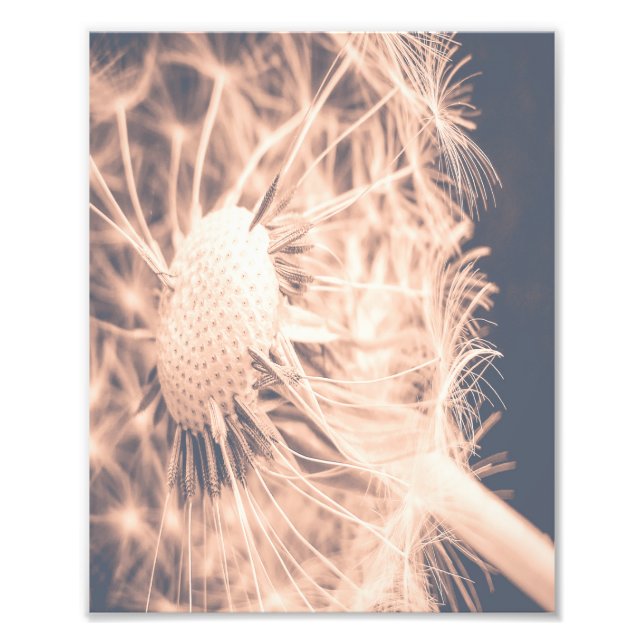 Impression Photo Soft Fairytale Pink Dandelion Blowball 2 (Devant)