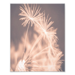 Impression Photo Soft Fairytale Pink Dandelion Blowball 3