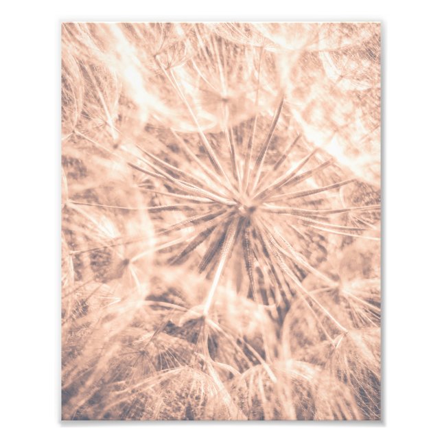 Impression Photo Soft Fairytale Pink Dandelion Blowball 4 (Devant)