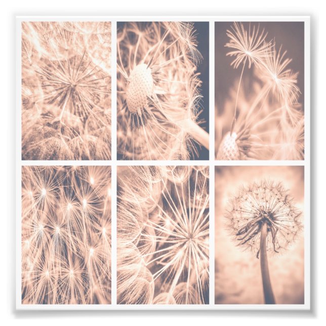 Impression Photo Soft Fairytale Pink Dandelion Carré (Devant)