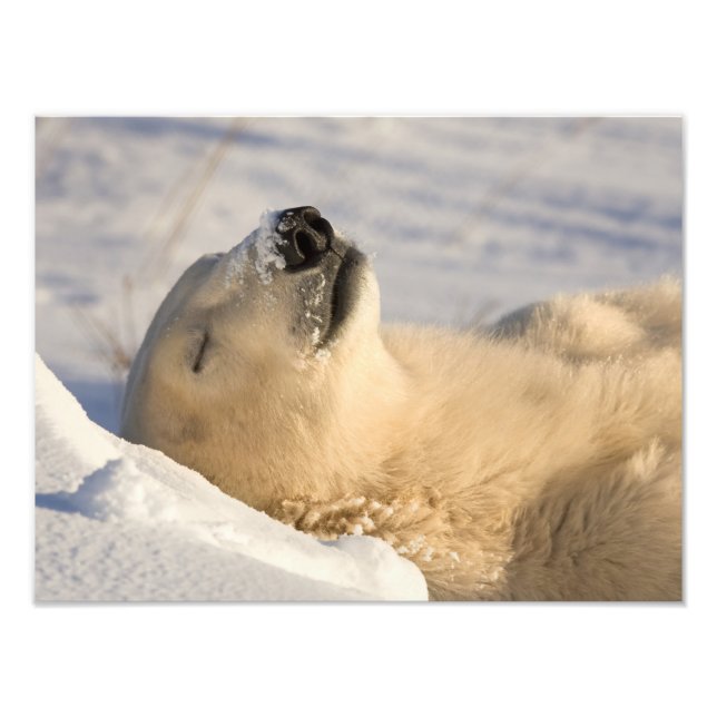 Impression Photo Sommeil de l'ours polaire (Devant)