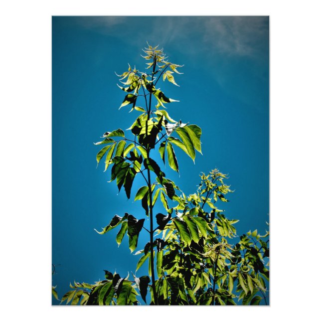Impression Photo "Sorins a le soleil" (Devant)