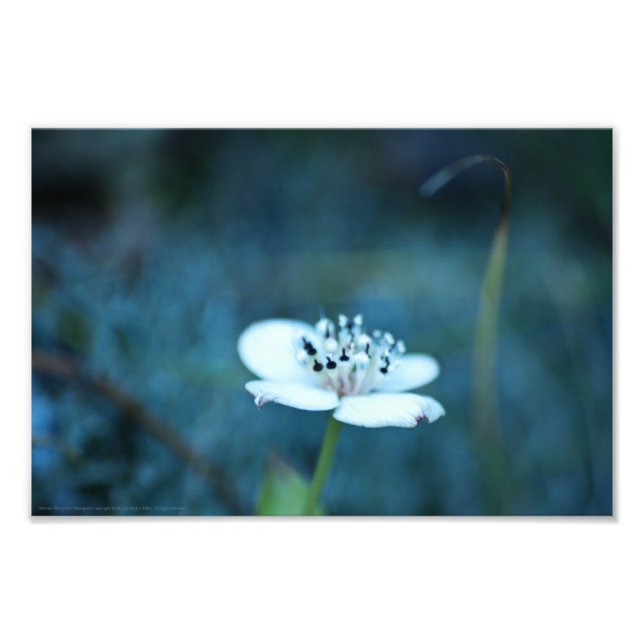 Impression Photo Souvenirs d'été (Devant)