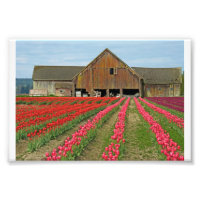 Souvenirs Du Printemps.