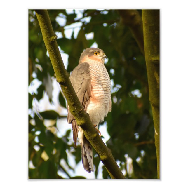 Impression Photo Sparrowhawk (Devant)