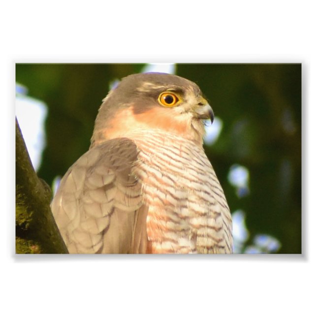 Impression Photo Sparrowhawk (Devant)