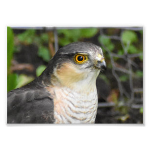 Impression Photo Sparrowhawk