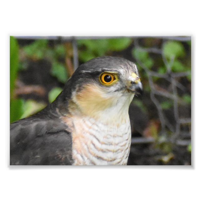 Impression Photo Sparrowhawk (Devant)