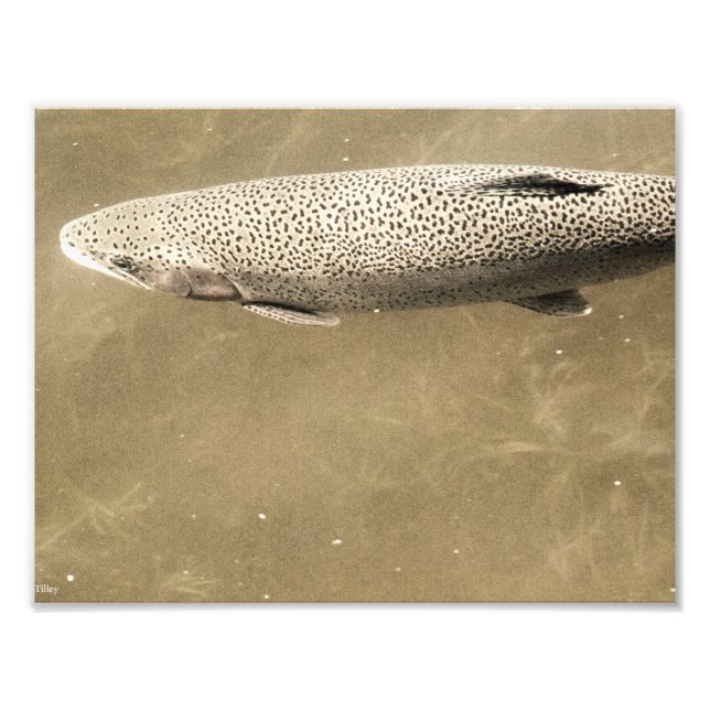 Impression Photo Speckles (Devant)