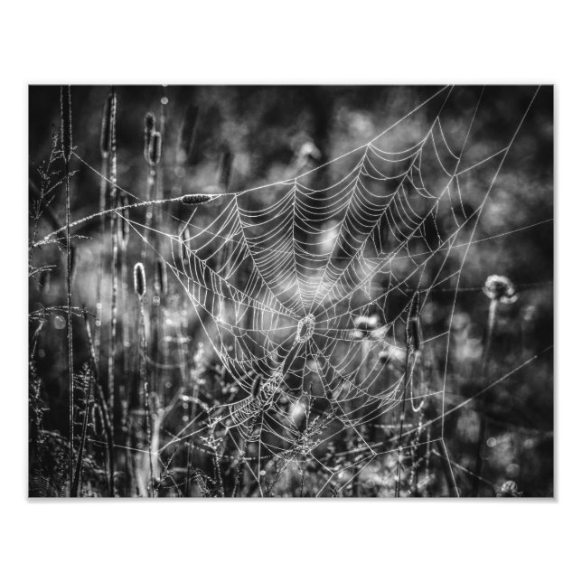 Impression Photo Spider Web Black and White Nature Fine Art (Devant)