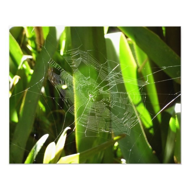 Impression Photo Spiderweb dans Tropical Leaves Nature (Devant)