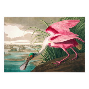 Impression Photo Spoonbill sur le roseate par John James Audubon
