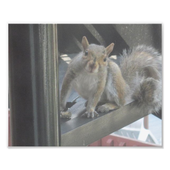 Impression Photo Squirrel Sitting On A Step (Devant)