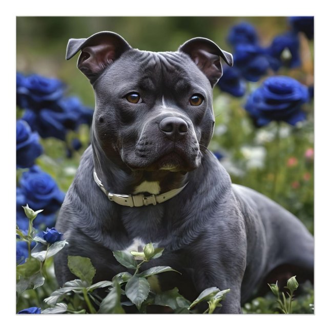 Impression Photo Staffordshire Bull Terrier Dans Blue Rose Garden, (Devant)